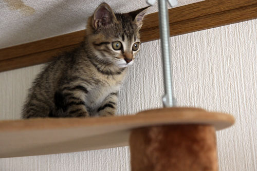 こねこと七夕の願い事_d0355333_19060033.jpg