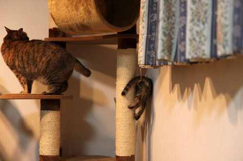 こねこに死角はないのだ_d0355333_19060704.jpg