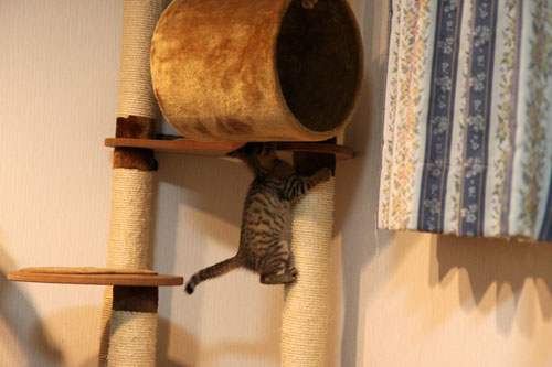こねこに死角はないのだ_d0355333_19061011.jpg