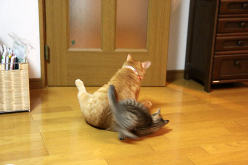 こねこのダイブ!_d0355333_19061137.jpg