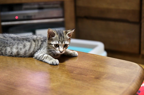 こねこのダイブ!_d0355333_19061141.jpg