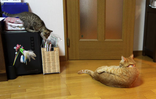 こねこのダイブ!_d0355333_19061179.jpg