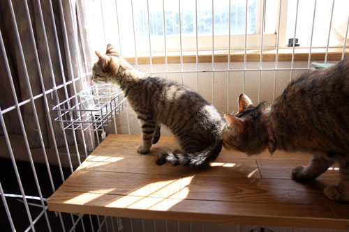 こねことファーストコンタクト_d0355333_19061764.jpg