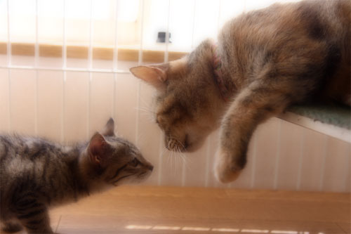 こねことファーストコンタクト_d0355333_19061775.jpg