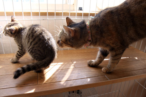 こねことファーストコンタクト_d0355333_19061779.jpg