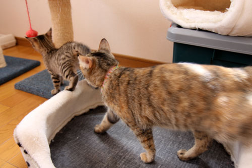 こねことファーストコンタクト_d0355333_19061788.jpg