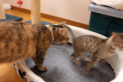 こねことファーストコンタクト_d0355333_19061791.jpg