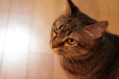 こねこ首輪とのんびり週末_d0355333_19061927.jpg