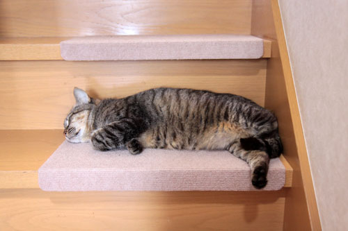 こねこ首輪とのんびり週末_d0355333_19061999.jpg