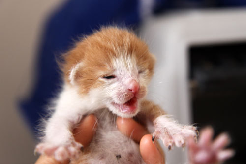米袋から赤ちゃん猫が_d0355333_19062220.jpg