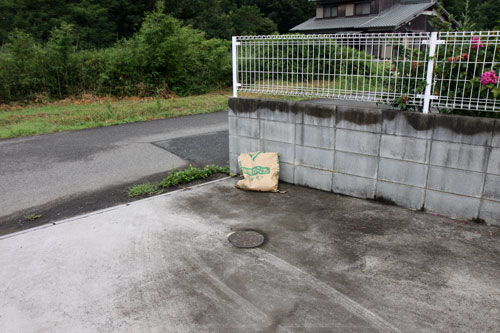 米袋から赤ちゃん猫が_d0355333_19062278.jpg