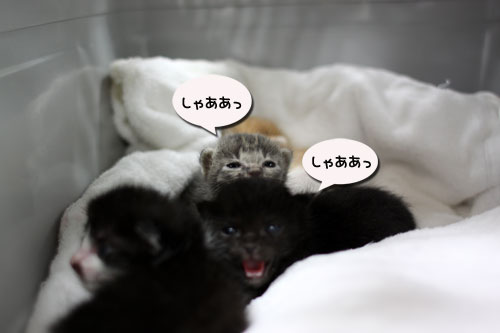 ちっちゃくても・・・!_d0355333_19063058.jpg
