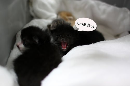 ちっちゃくても・・・!_d0355333_19063063.jpg