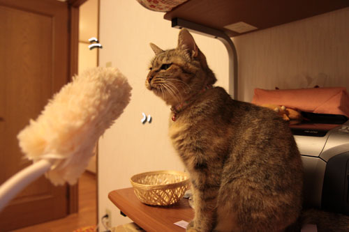 大きな猫じゃらしで_d0355333_19063119.jpg