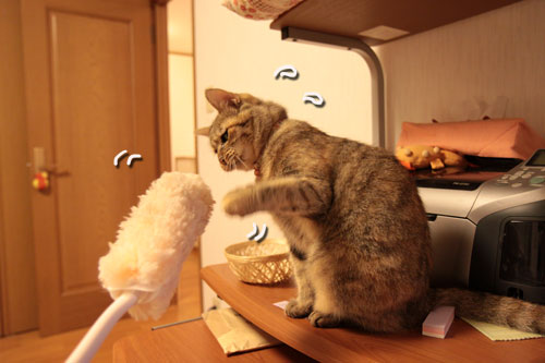 大きな猫じゃらしで_d0355333_19063152.jpg