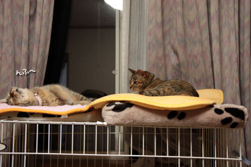 大きな猫じゃらしで_d0355333_19063172.jpg