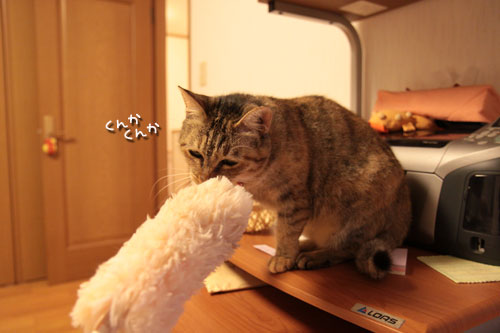 大きな猫じゃらしで_d0355333_19063183.jpg