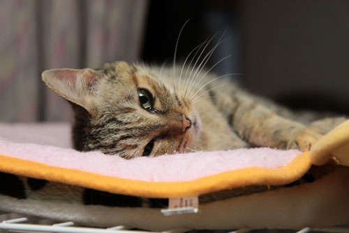 大きな猫じゃらしで_d0355333_19063250.jpg