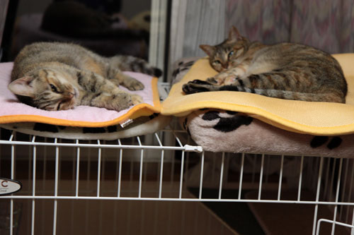 大きな猫じゃらしで_d0355333_19063281.jpg