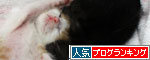 おこめちゃんたちの寝顔_d0355333_19063945.jpg