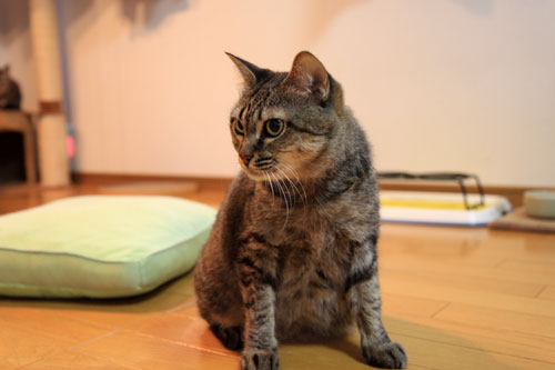 やさしさに包まれて_d0355333_19070710.jpg