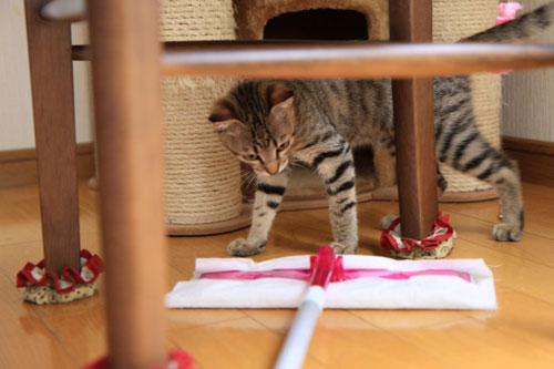 モップと闘う猫_d0355333_19072140.jpg