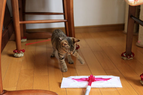 モップと闘う猫_d0355333_19072156.jpg