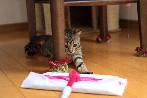 モップと闘う猫_d0355333_19072200.jpg