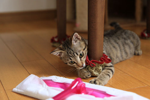 モップと闘う猫_d0355333_19072245.jpg