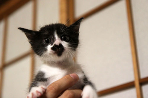 モップと闘う猫_d0355333_19072259.jpg