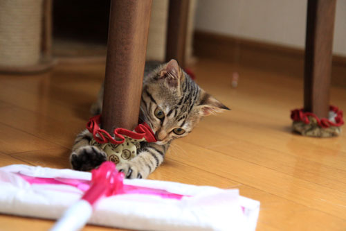 モップと闘う猫_d0355333_19072293.jpg