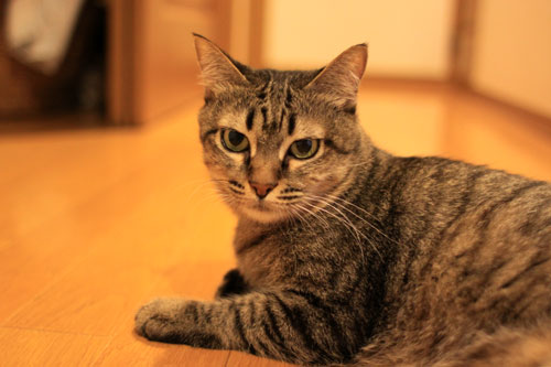 フェニックスふたたび_d0355333_19072399.jpg