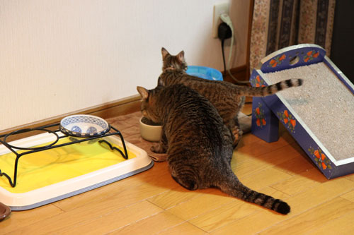 フェニックスふたたび_d0355333_19072565.jpg