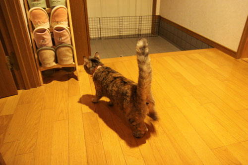 ゆいちゃんの大冒険_d0355333_19073068.jpg
