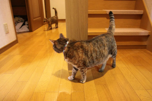 ゆいちゃんの大冒険_d0355333_19073162.jpg