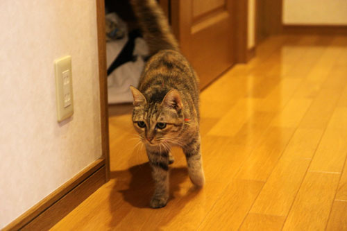 ゆいちゃんの大冒険_d0355333_19073291.jpg
