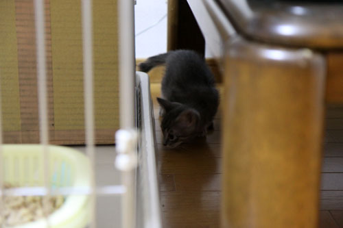 おこめちゃんたちの帰宅_d0355333_19080358.jpg