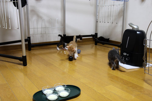 おこめちゃんたちの帰宅_d0355333_19080448.jpg
