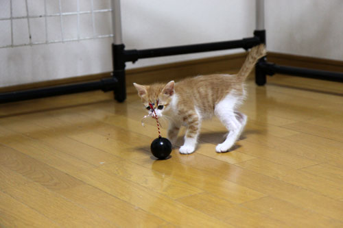 おこめちゃんたちの帰宅_d0355333_19080460.jpg