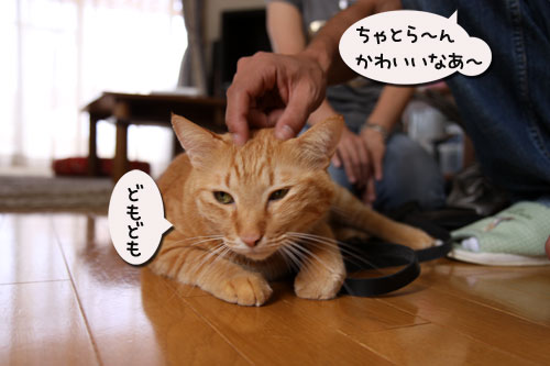 おこめちゃんたちのお見合い_d0355333_19080540.jpg