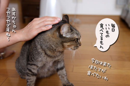 おこめちゃんたちのお見合い_d0355333_19080655.jpg