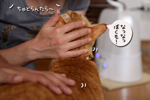 おこめちゃんたちのお見合い_d0355333_19080693.jpg