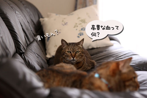 おこめちゃんたちのお見合い_d0355333_19080720.jpg