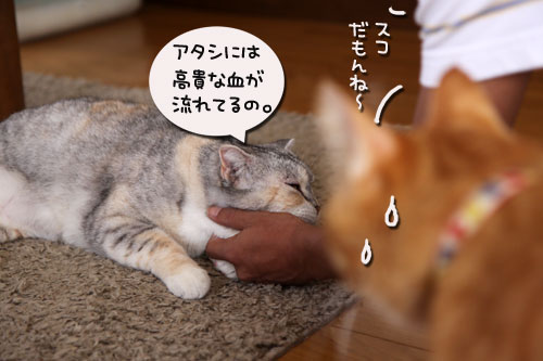 おこめちゃんたちのお見合い_d0355333_19080793.jpg