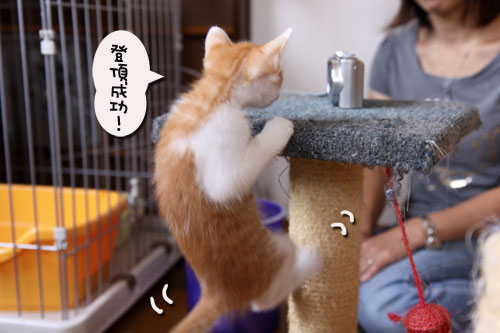 おこめちゃんたちのお見合い_d0355333_19080825.jpg