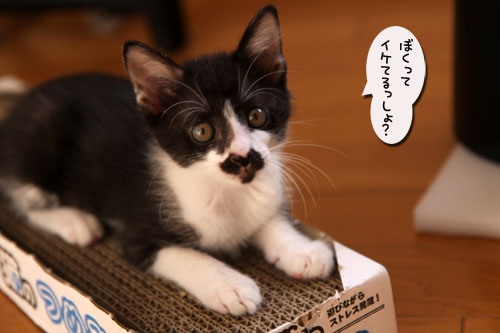 おこめちゃんたちのお見合い_d0355333_19080877.jpg