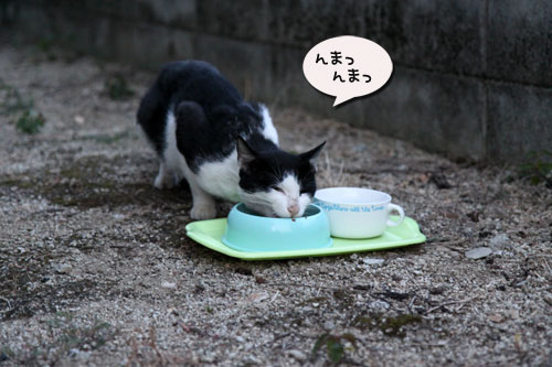 押し出しの強さが魅力?_d0355333_19081274.jpg