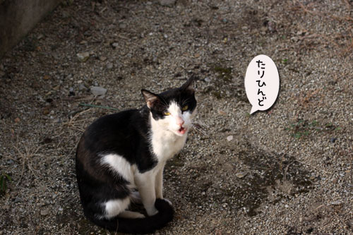 押し出しの強さが魅力?_d0355333_19081300.jpg