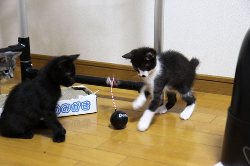 押し出しの強さが魅力?_d0355333_19081489.jpg