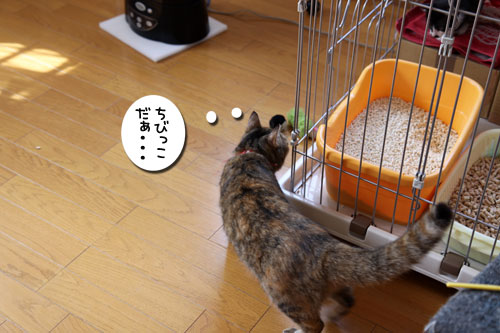 しっぽ星人あらわる!_d0355333_19082080.jpg